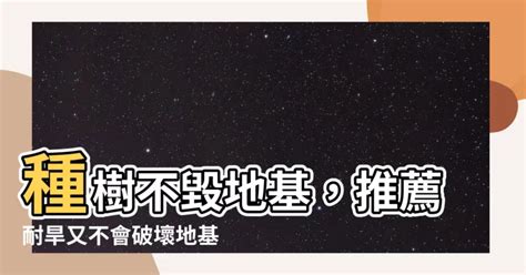 不會破壞地基的樹種|【不會破壞地基的樹種】種樹不傷地基，這樣選就對了！